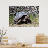 Giant Tortoise | Galapagos Poster (Küche)