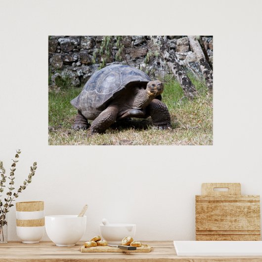 Giant Tortoise | Galapagos Poster (Küche)