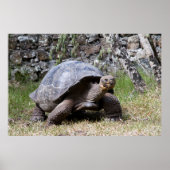 Giant Tortoise | Galapagos Poster (Vorne)