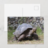 Giant Tortoise | Galapagos Postkarte (Vorne/Hinten)