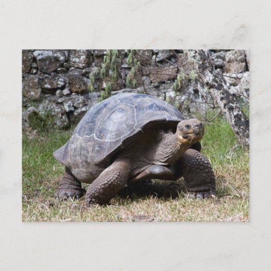 Giant Tortoise | Galapagos Postkarte (Vorderseite)