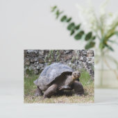 Giant Tortoise | Galapagos Postkarte (Stehend Vorderseite)
