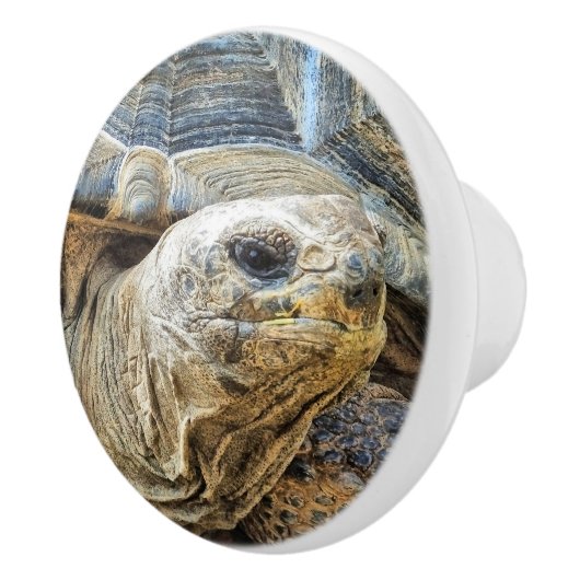 GIANT TORTOISE KERAMIKKNAUF (Rechts)