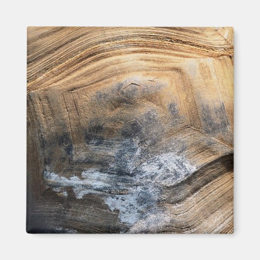 GIANT TORTOISE MUSCHEL MAGNET (Vorne)