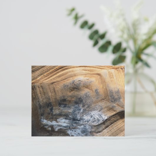 GIANT TORTOISE MUSCHEL POSTKARTE (Stehend Vorderseite)