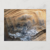 GIANT TORTOISE MUSCHEL POSTKARTE (Vorderseite)