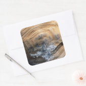 GIANT TORTOISE MUSCHEL QUADRATISCHER AUFKLEBER (Umschlag)