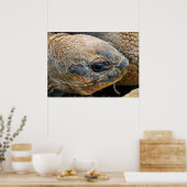 GIANT TORTOISE POSTER (Küche)