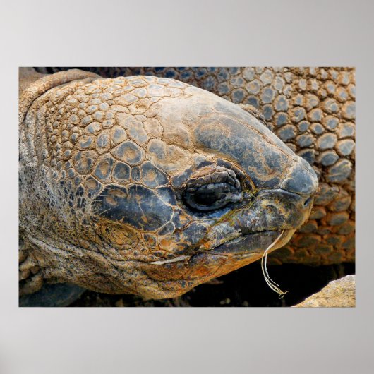 GIANT TORTOISE POSTER (Vorne)