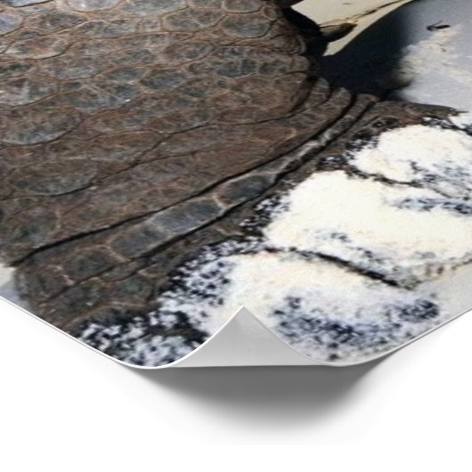 Giant Tortoise Poster (Ecke)