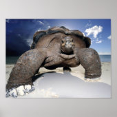 Giant Tortoise Poster (Vorne)