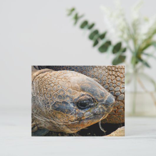GIANT TORTOISE POSTKARTE (Stehend Vorderseite)