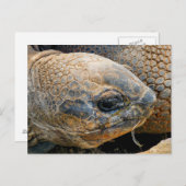 GIANT TORTOISE POSTKARTE (Vorne/Hinten)