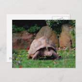 Giant Tortoise Postkarte (Vorne/Hinten)