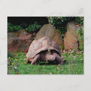 Giant Tortoise Postkarte