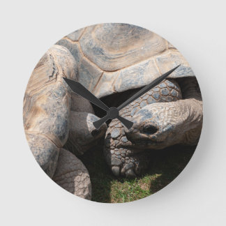 Giant Tortoises Art Fotografie Runde Wanduhr