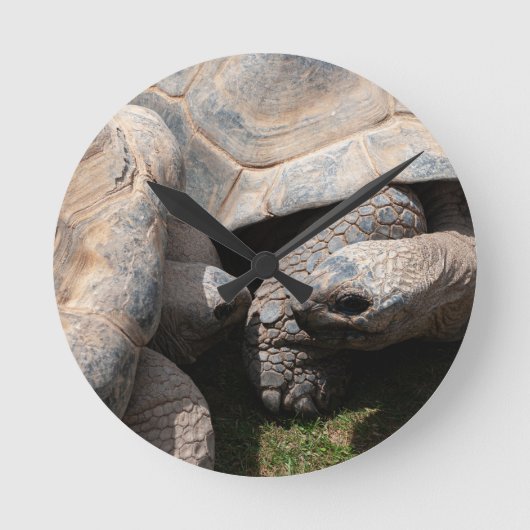 Giant Tortoises Art Fotografie Runde Wanduhr (Vorderseite)
