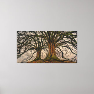 Giant Trees Canvas Print Leinwanddruck