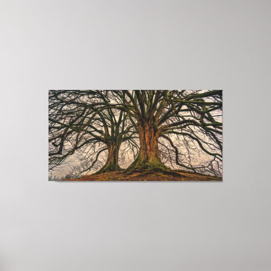 Giant Trees Canvas Print Leinwanddruck (Vorderseite)