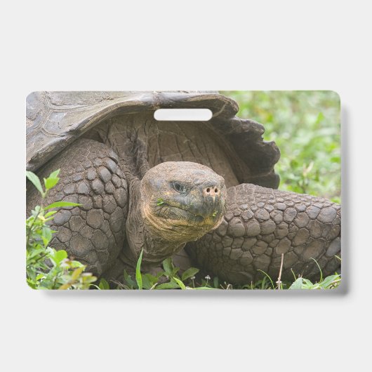 Giant turtle ausweis (Vorderseite)