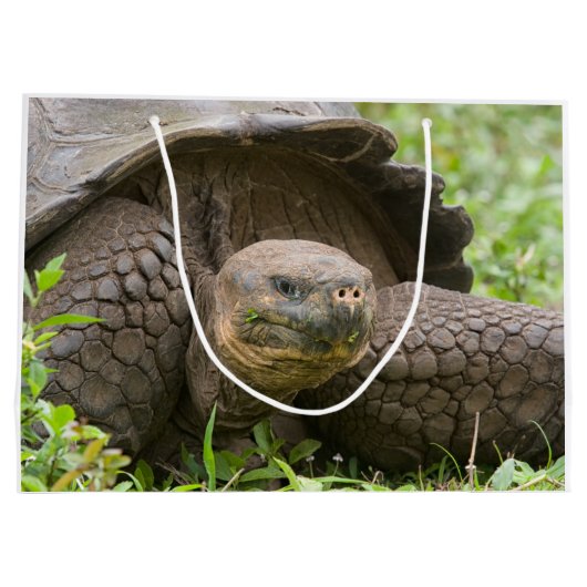 Giant turtle große geschenktüte (Rückseite)
