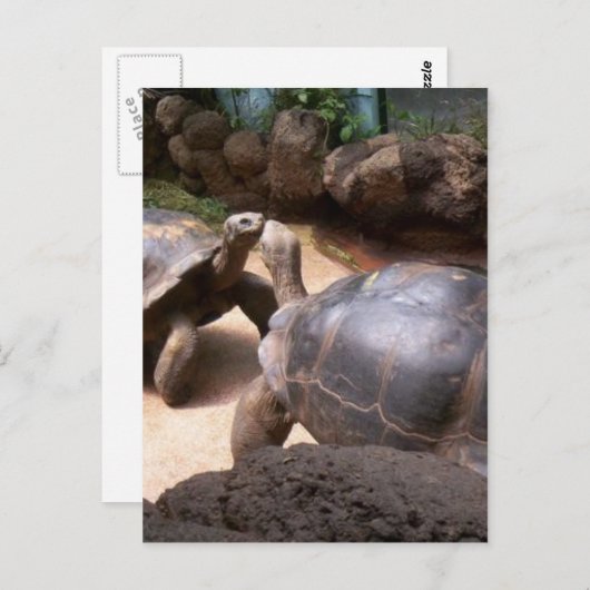 Giant Turtle Kiss Postkarte (Vorne/Hinten)