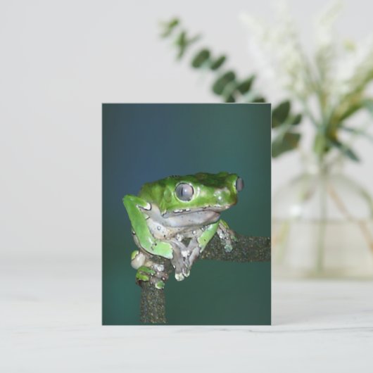 Giant Waxy Monkey Frog Postcard Postkarte (Stehend Vorderseite)