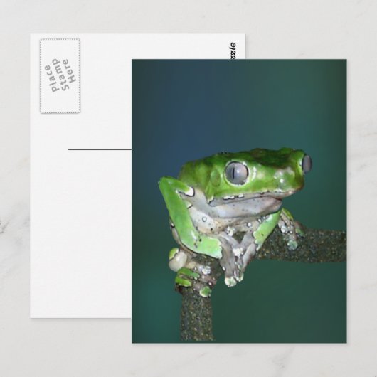 Giant Waxy Monkey Frog Postcard Postkarte (Vorne/Hinten)