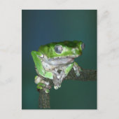 Giant Waxy Monkey Frog Postcard Postkarte (Vorderseite)
