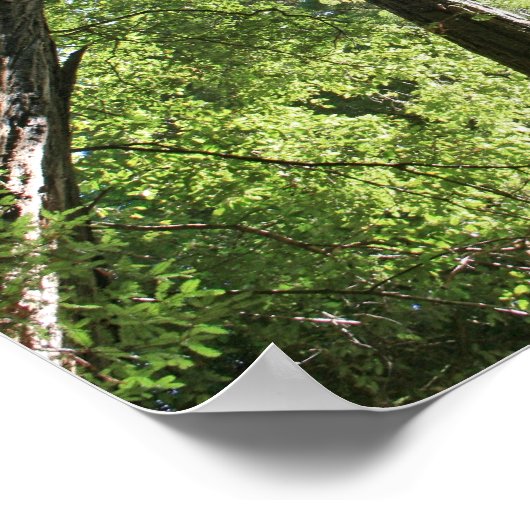 "Giants", Muir Woods Poster (Ecke)