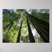 "Giants", Muir Woods Poster (Vorne)