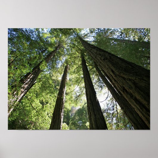 "Giants", Muir Woods Poster (Vorne)
