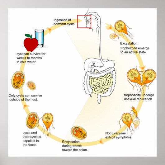 Giardia Life Cycle Parasite Poster (Vorne)