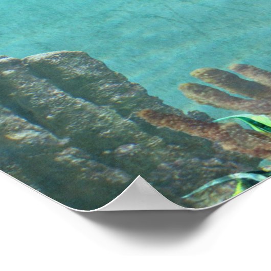 Gib nie Froschvogel auf Poster (Ecke)