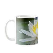 Gib niemals die Wasserlilie auf