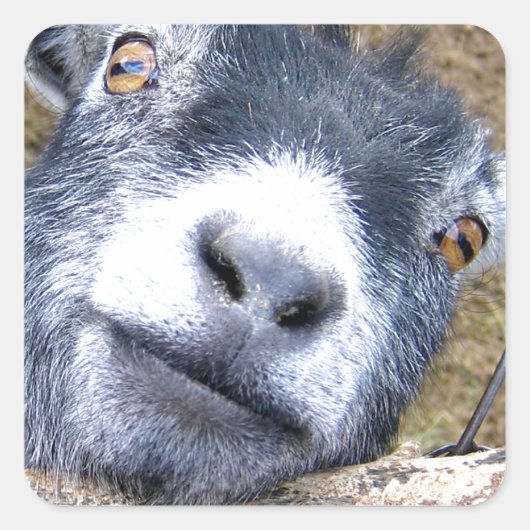 Gib uns einen Kuss... Quadratischer Aufkleber (Vorderseite)