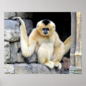 Gibbon (2264) Poster (Vorne)