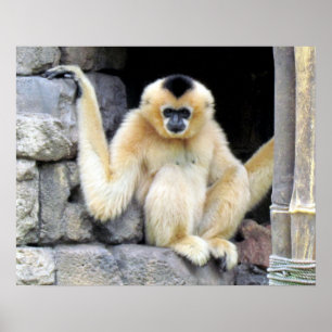 Gibbon (2264) Poster