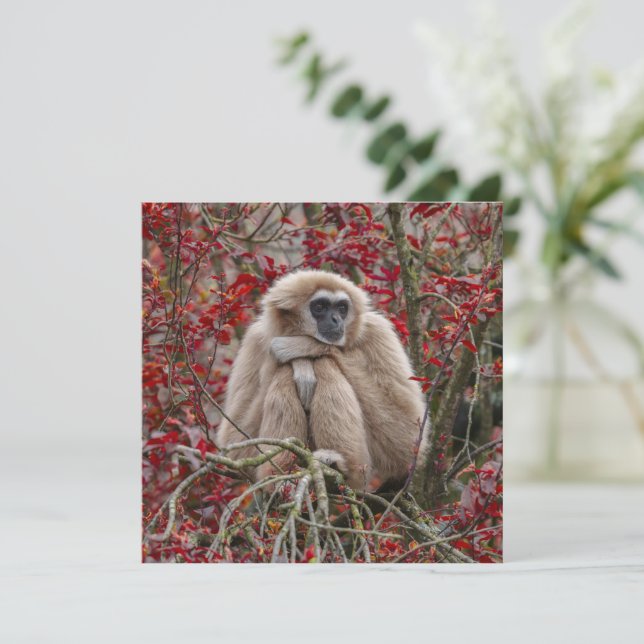 Gibbon Einsamkeit (Stehend Vorderseite)