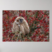 Gibbon Einsamkeit Poster (Vorne)