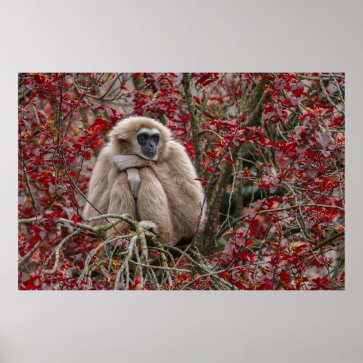 Gibbon Einsamkeit Poster (Vorne)
