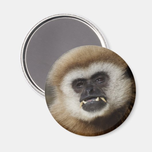 Gibbon Magnet (Vorderseite/Rückseite)