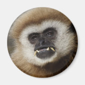 Gibbon Magnet (Vorne)