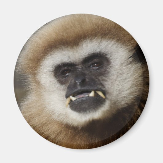 Gibbon Magnet (Vorne)