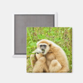 Gibbon - Magnet (Vorderseite/Rückseite)
