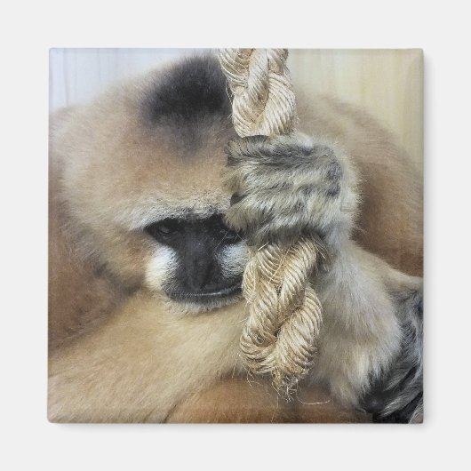 GIBBON MAGNET (Vorne)