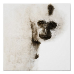 Gibbon mit Haube #1 Poster