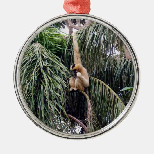 Gibbon Monkey, der nur herumhing, Silbernes Ornament (Vorne)