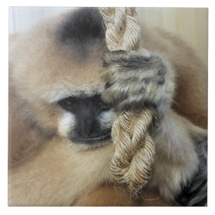 GIBBON MONKEY FLIESE