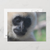 Gibbon Postcard Postkarte (Vorne/Hinten)